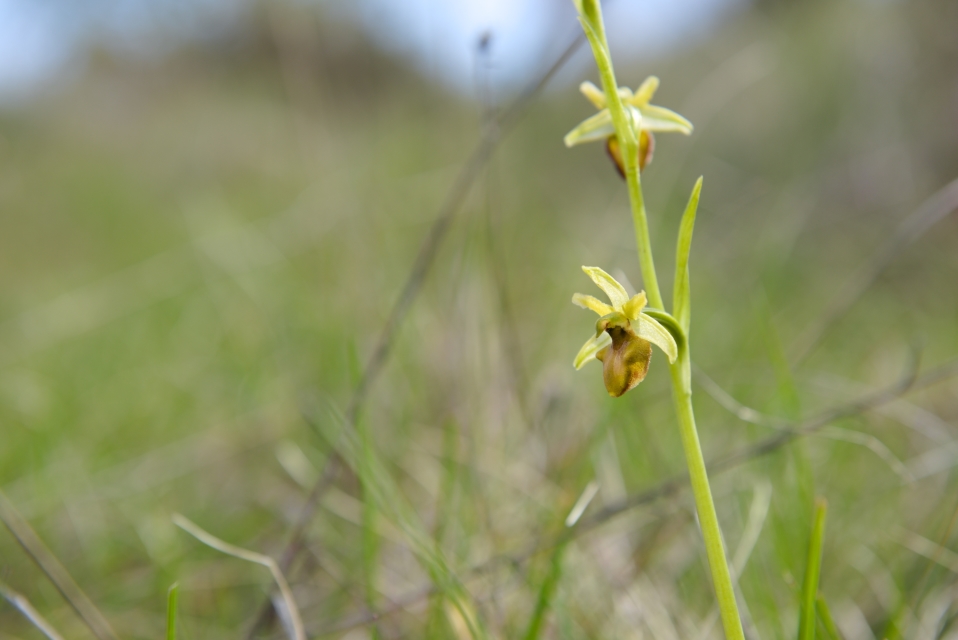 Ophrys tyrrhena?